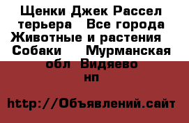 Щенки Джек Рассел терьера - Все города Животные и растения » Собаки   . Мурманская обл.,Видяево нп